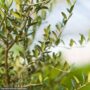 Olive Tree – #15 Container